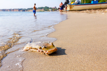 游客正在寻找死亡的黄貂鱼，切碎的翅膀被海水冲走在沙滩上。