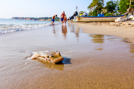游客正在寻找死亡的黄貂鱼，切碎的翅膀被海水冲走在沙滩上。