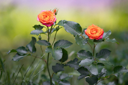 花园里灌木丛上的橙色玫瑰图片
