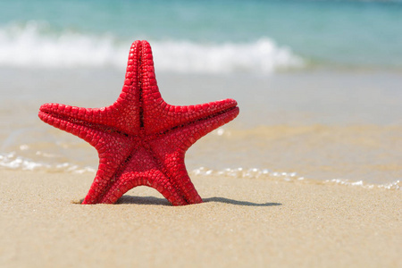 海滩上的红海星