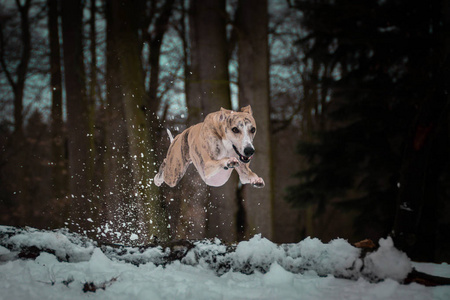 跳起来。 我的第三张照片来自我在Konopiste的照片。 这是惊人的经历。 我喜欢雪地上的狗。