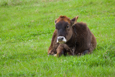 春天牧场上可爱的牛犊
