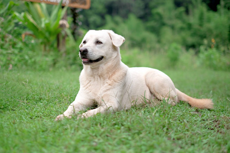 等待在草地上玩耍的金毛猎犬。