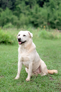 等待在草地上玩耍的金毛猎犬。