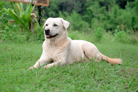 等待在草地上玩耍的金毛猎犬。