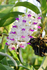 白兰花花瓣紫色美丽的大自然。