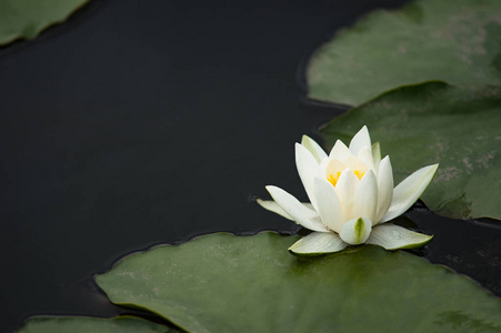 睡莲在黑暗的背景下在水里