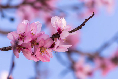 关闭开花杏仁树。 美丽的杏仁花在春季背景在巴伦西亚西班牙的枝条上。 五颜六色的自然背景。