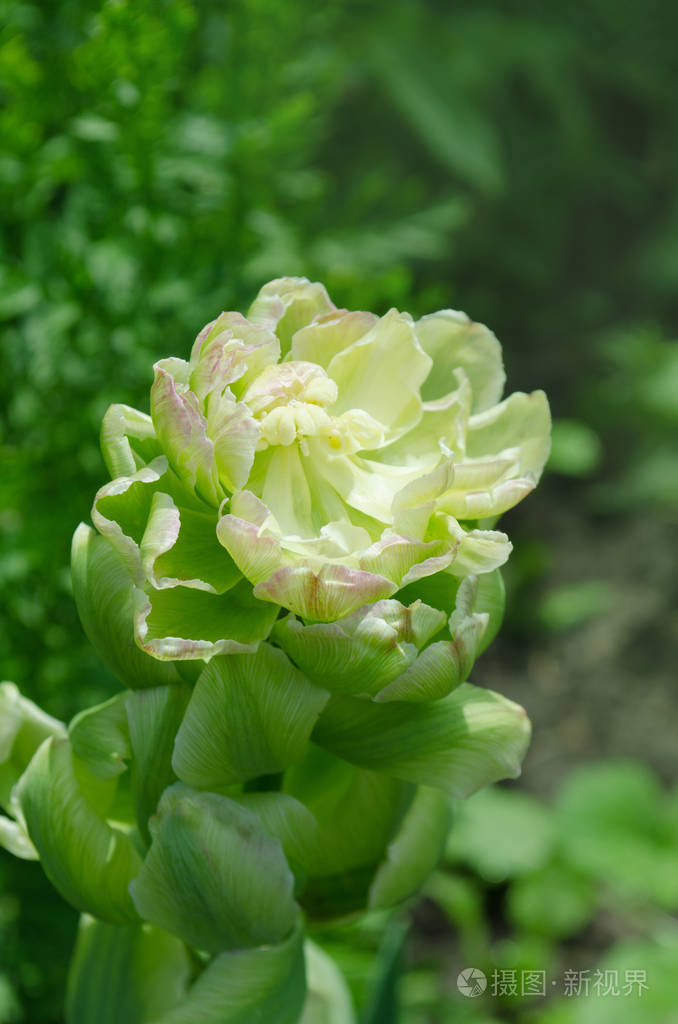 花瓣宽绿的花.紫罗兰色郁金香或绿色郁金香.