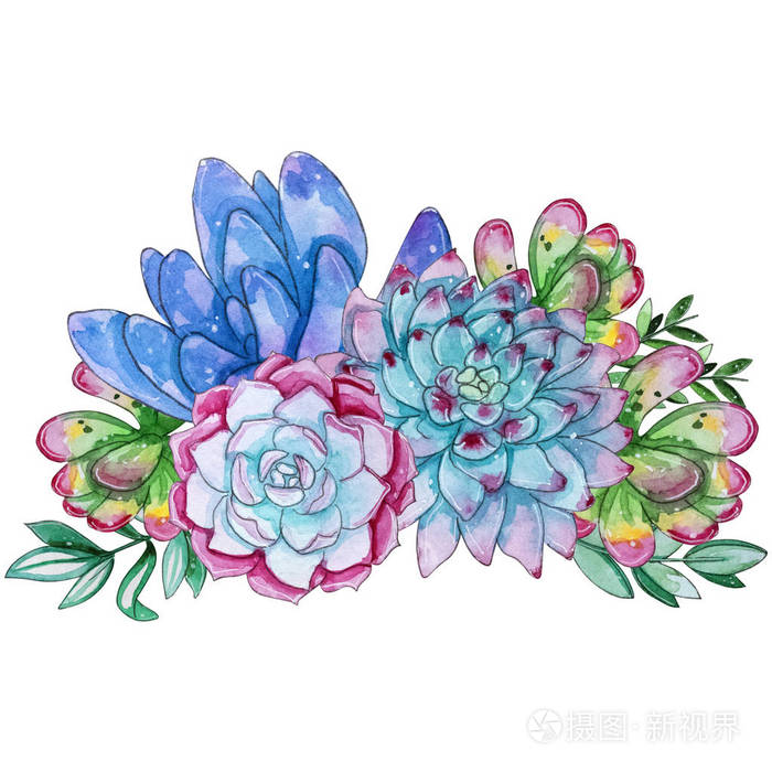 水彩手绘肉质植物组成 水彩剪贴画 白色背景上孤立的个别花 适合你的项目 封面 壁纸 图案 礼品纸 婚礼照片 正版商用图片10nn 摄图新视界 水彩手绘肉质植物组成 水彩剪贴画 白色背景上孤立的个别花 适合你的项目 封面 壁纸 图案 礼品纸 婚礼照片 正版商用图片10nn 摄图新视界
