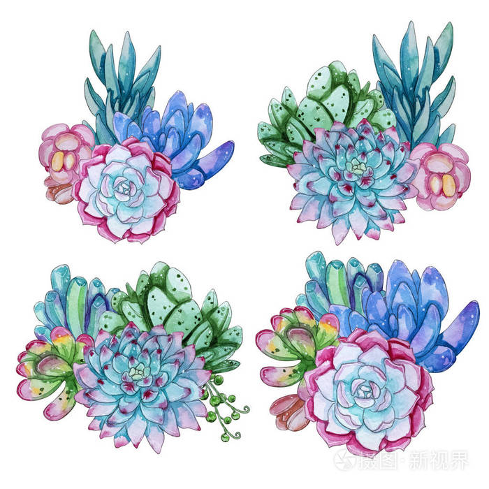水彩手绘肉质植物组成.水彩剪贴画,白色背景上孤立的个别花.