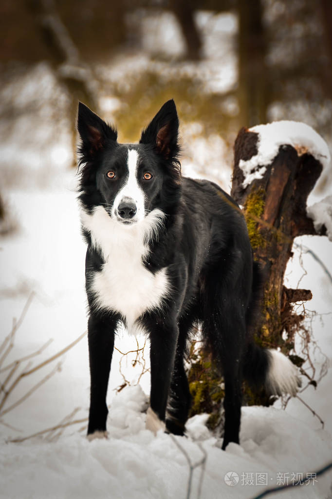 黑白边界拼贴画黑白边境牧羊犬我在科诺皮斯特的第三家摄影店的照片这