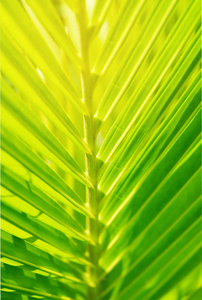 美丽的绿色自然椰子叶在阳光下，天然绿色植物椰子叶作为背景或壁纸的概念。