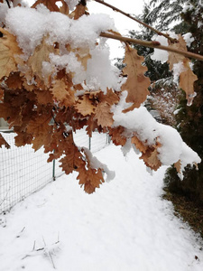 橡树枝，有干叶和雪