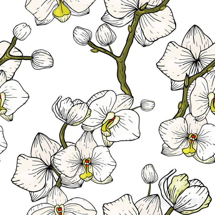 兰花花的无缝图案复古背景墙纸开着现实的孤立的花手绘矢量图