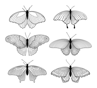 矢量集装饰风格的孤立轮廓蝴蝶在白色背景上的黑色。 用于设计的插图。
