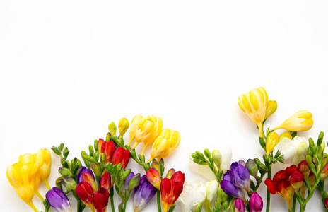 春天的背景。 美丽的春天自由的花在白色的背景上。 文本的位置关闭。