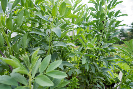 蔬菜植物俄罗斯黑豆生长在花园中的植被期。