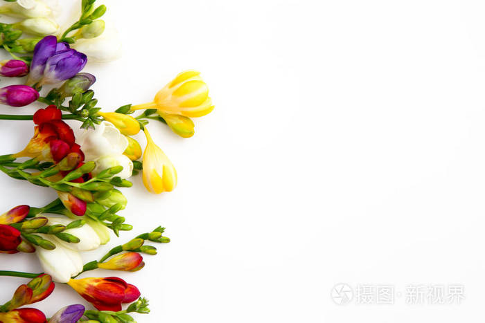 春天的背景 美丽的春天自由的花在白色的背景上 文本的位置关闭 照片 正版商用图片17dn 摄图新视界