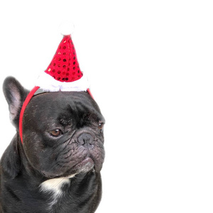 法国斗牛犬小狗躺在白色背景上，穿着眩光的服装，戴着圣诞帽，就像圣诞老人为圣诞节和新年节日装饰的可爱的狗。