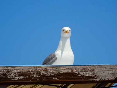 海鸥在木屋顶上