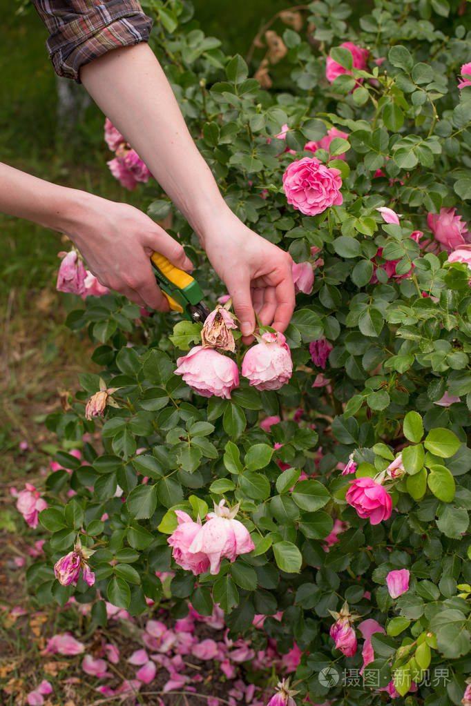 剪干玫瑰花. 女人特写的手.