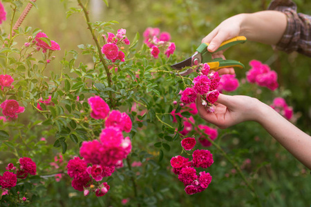 在阳光明媚的夏日，女孩在花园里剪下灌木丛玫瑰。 修剪干燥的玫瑰花。 女人特写的手。