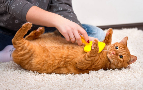 女人梳理她的红发猫