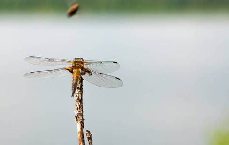 一只棕色的蜻蜓在一棵树的树枝上，对着一个蓝色的湖