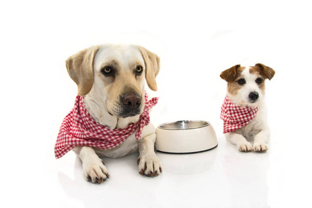 两只有趣的狗在吃食物。 拉布拉多和杰克鲁塞尔躺着一个空碗。 孤立的演播室拍摄白色背景。