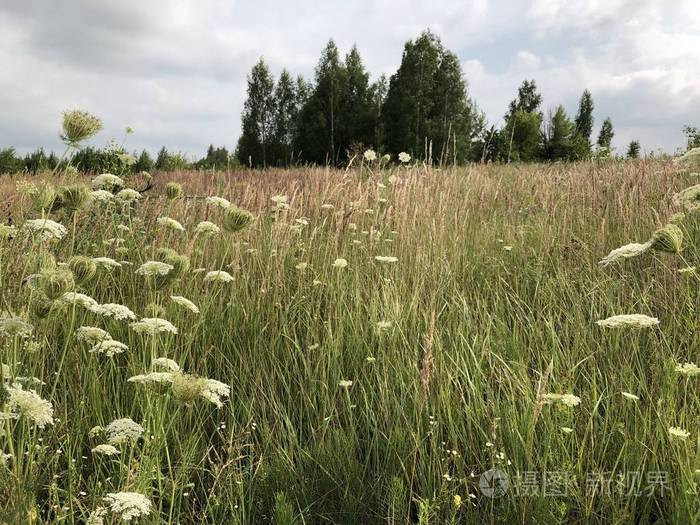 夏日一望无际的草地上的野花照片 正版商用图片18jj 摄图新视界 夏日一望无际的草地上的野花照片 正版商用图片18jj 摄图新视界