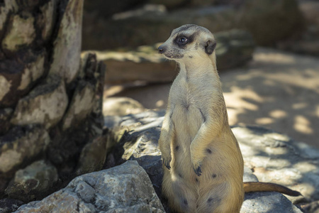 非洲本土动物 meerkat suricatta 的肖像