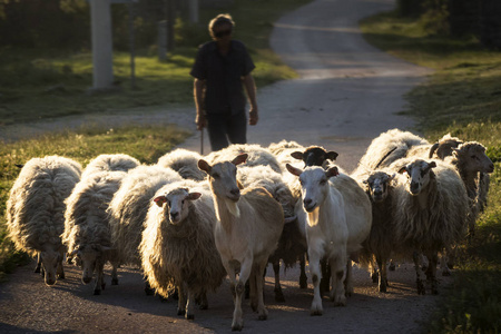 日落时羊群和山羊的牧羊人剪影