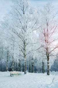 在雪园里板凳。北部风景