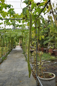 许多蔬菜生长在一个天然的花园里。