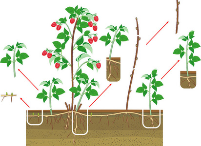 覆盆子营养繁殖方案。 红浆果根系的覆盆子灌木和白色背景下分离的绿叶