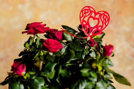 情人节花盆里的红玫瑰. 美丽的红花。可爱的一束鲜花。美丽清新的玫瑰装饰着一颗心。活动的贺卡, 假期的背景。我