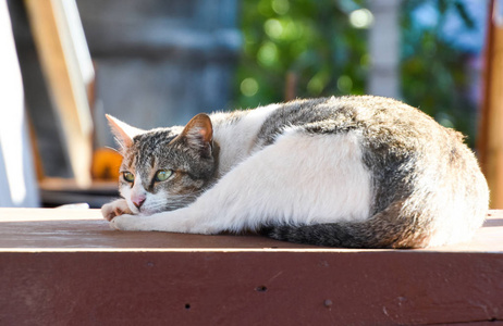 猫在盯着什么东西。孤独的猫坐在地上