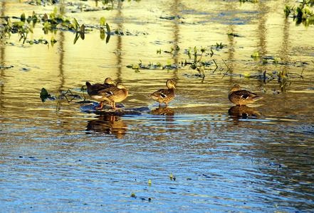 在阿里辛河水中金色的倒影背景上的野鸭