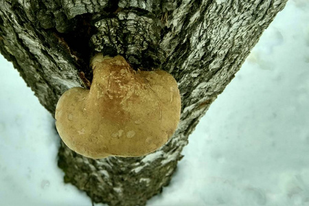 冬雪下树上的蘑菇