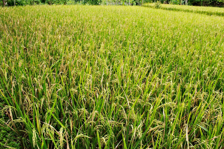 成熟稻粒的大稻田