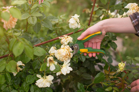 女孩修剪灌木丛玫瑰与割枝在花园在阳光夏日。 剪干玫瑰花。 女人特写的手。