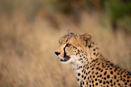 一只非常美丽的猎豹在草原的草地上看着一些东西