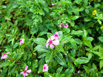 盛开的粉红色花朵，绿色灌木叶背景，南泰国