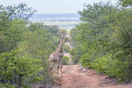  Specie Giraffa camelopardalis family of Giraffidae