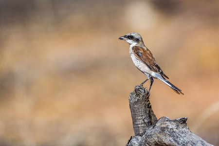  Specie Lanius collurio family of Laniidae