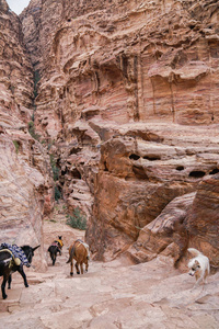 在约旦的一个古老废弃的岩石城市佩特拉的驴子和狗。佩特拉是世界七大奇迹之一。
