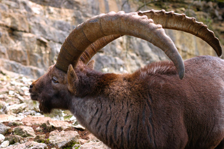 伊贝克斯是生活在阿尔卑斯山的一种野生山羊。雄性伊贝克斯有巨大的角，表明他们的年龄。