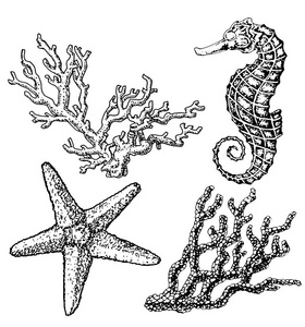 图形珊瑚礁与海马, 海星, 海星, 海藻, 珊瑚, 海底主题, 一套元素为海洋设计, 海洋收集, 手绘在白色上的插图