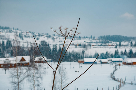 冬季乡村的山景用覆盖着白雪的木屋，森林在朦胧的远方映衬..对干花的选择性关注